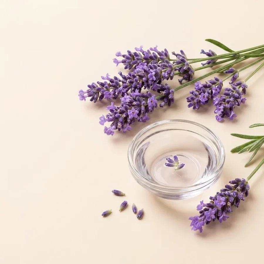 Lavendel