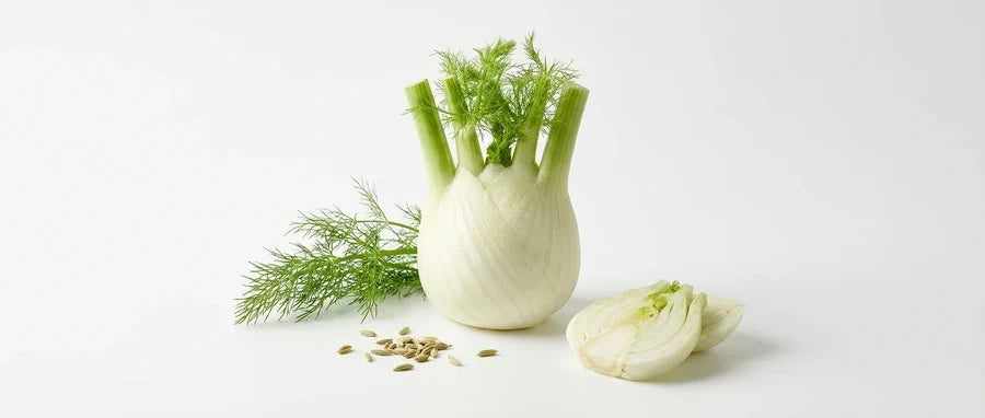 Süßer Fenchel